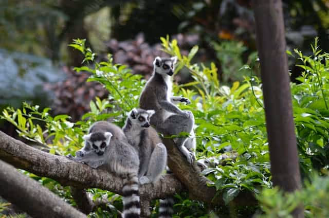Descubre Madagascar, una misteriosa isla llena de sorpresas, Madagascar